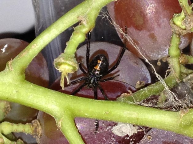 Spider in grapes 1